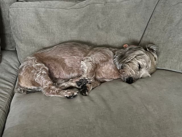 A small dog sleeping on a gray couch