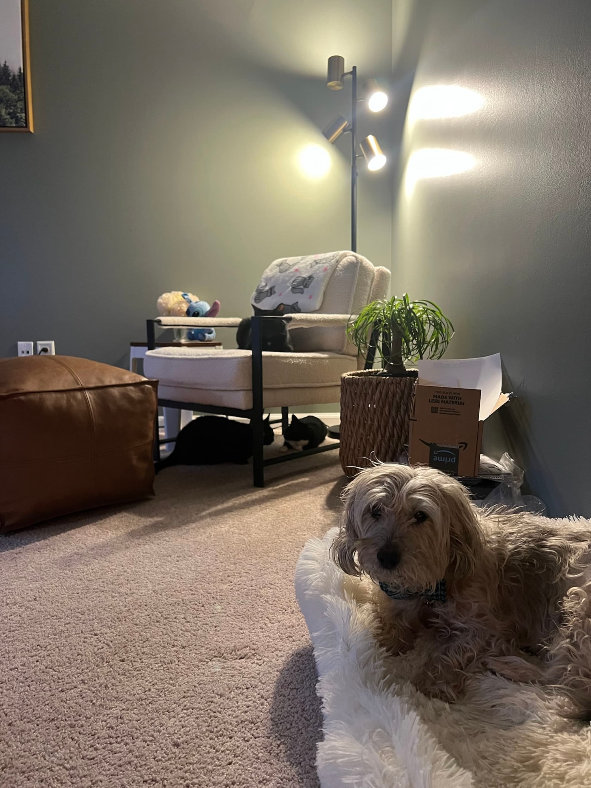 A cozy room with a dog lying on a fluffy rug in the foreground. A chair, floor lamp, and potted plant are in the corner, with a cardboard box nearby