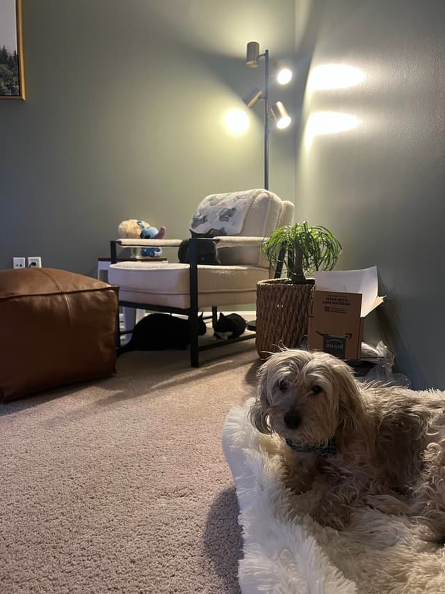 A cozy room with a dog lying on a fluffy rug in the foreground. A chair, floor lamp, and potted plant are in the corner, with a cardboard box nearby