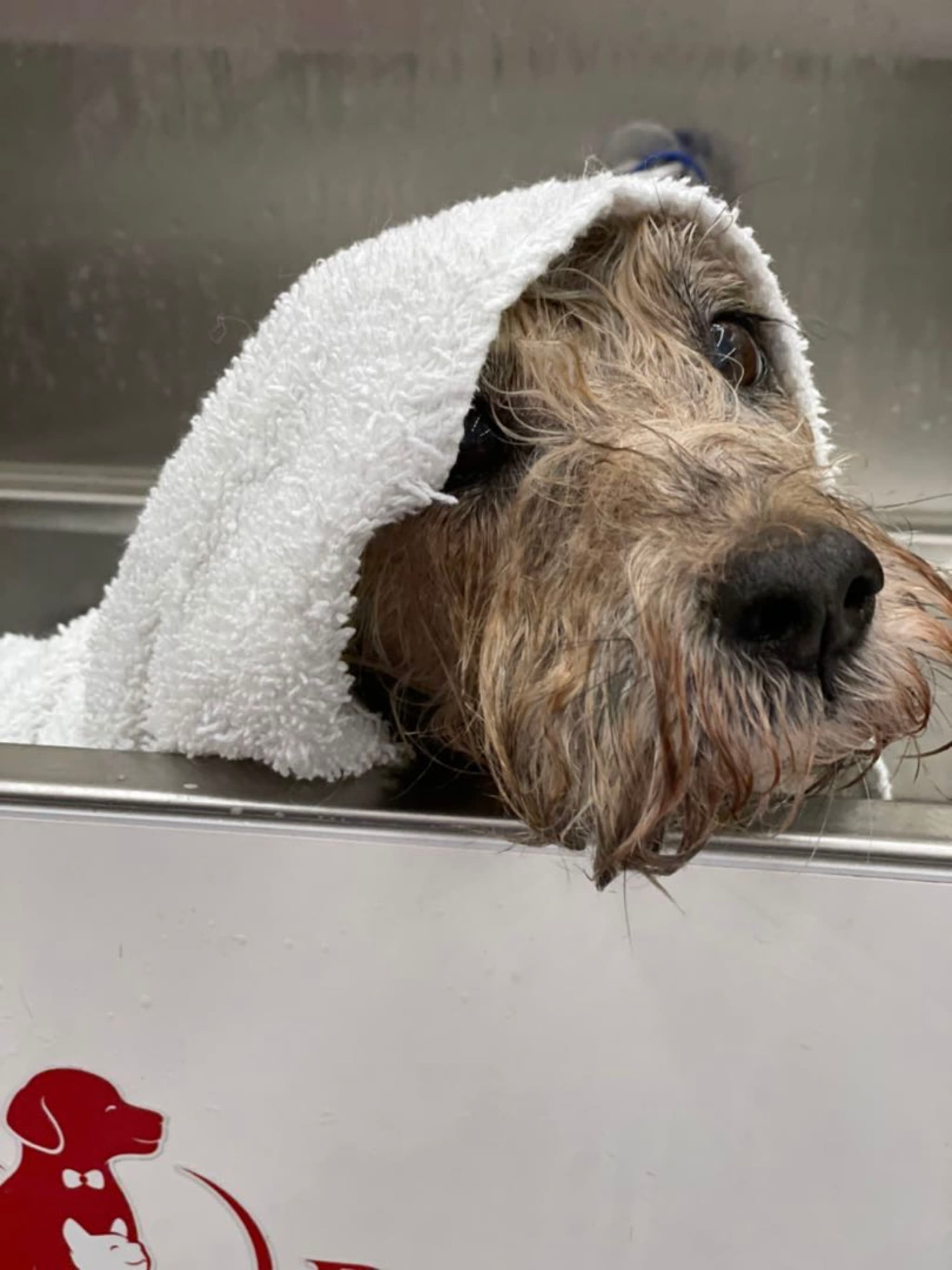 A wet dog with a towel draped over its head, peeking out from a metal tub
