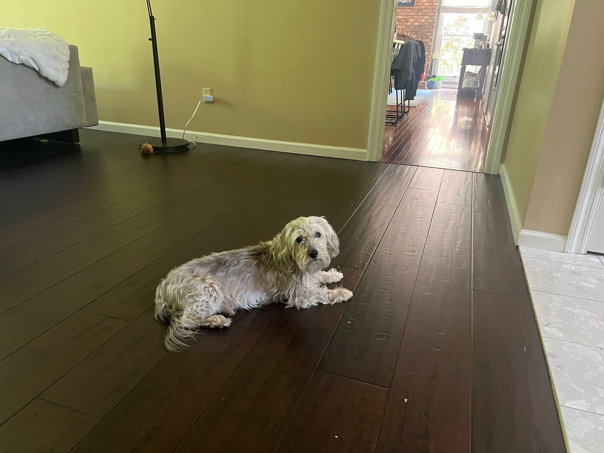 A small, fluffy dog lying on a dark wooden floor in a room with light-colored walls