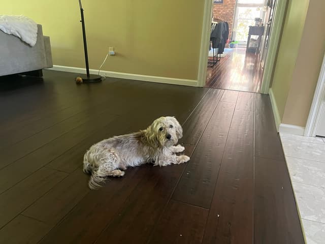 A small, fluffy dog lying on a dark wooden floor in a room with light-colored walls