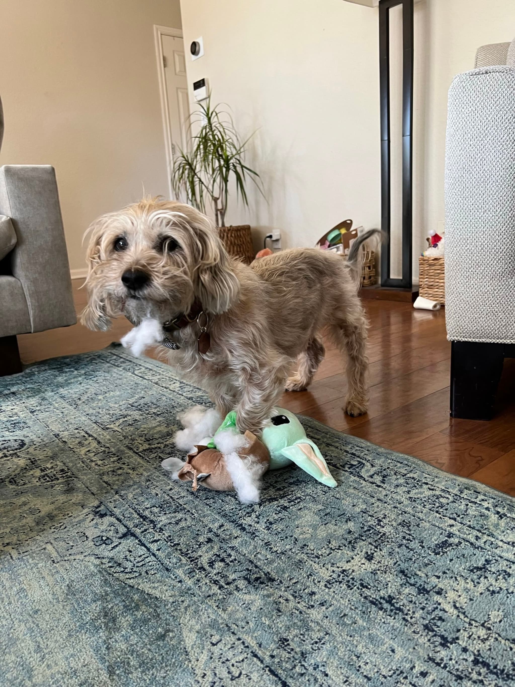 A small, scruffy dog stands on a blue rug, holding a plush toy in its mouth. The room has wooden floors, a plant, and light-colored furniture