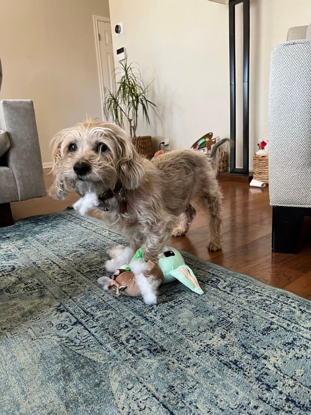 A small, scruffy dog stands on a blue rug, holding a plush toy in its mouth. The room has wooden floors, a plant, and light-colored furniture