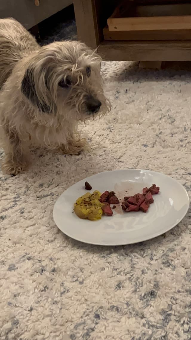 A small, shaggy dog stands on a carpeted floor, looking at a white plate with pieces of meat and a potato
