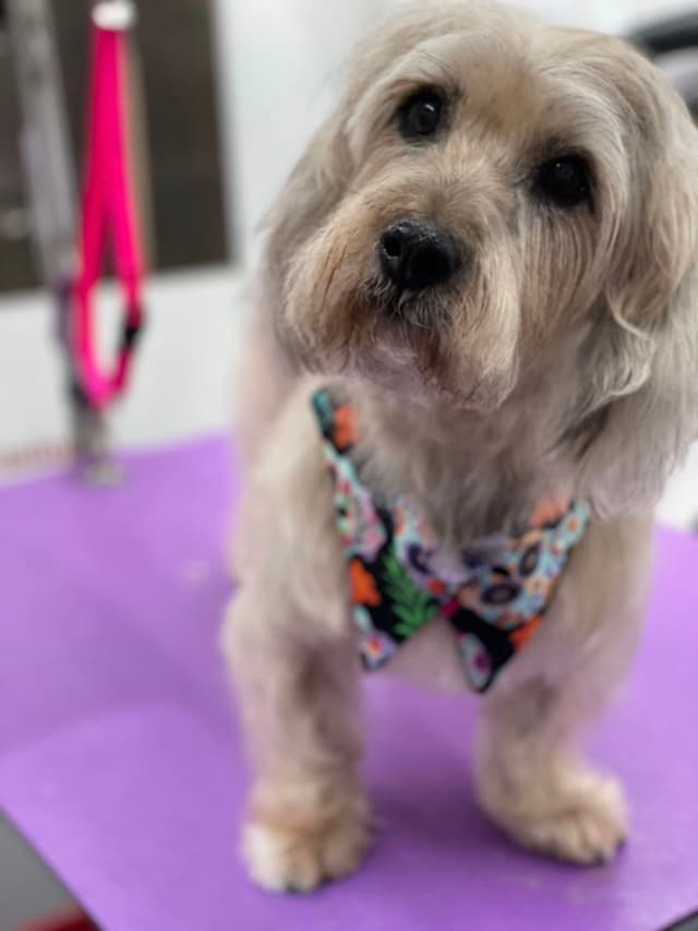 A small, fluffy dog with light-colored fur wearing a colorful bandana, standing on a purple surface