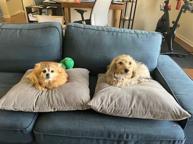 Two small dogs are lying on separate pillows on a blue couch, with a green ball behind one of them
