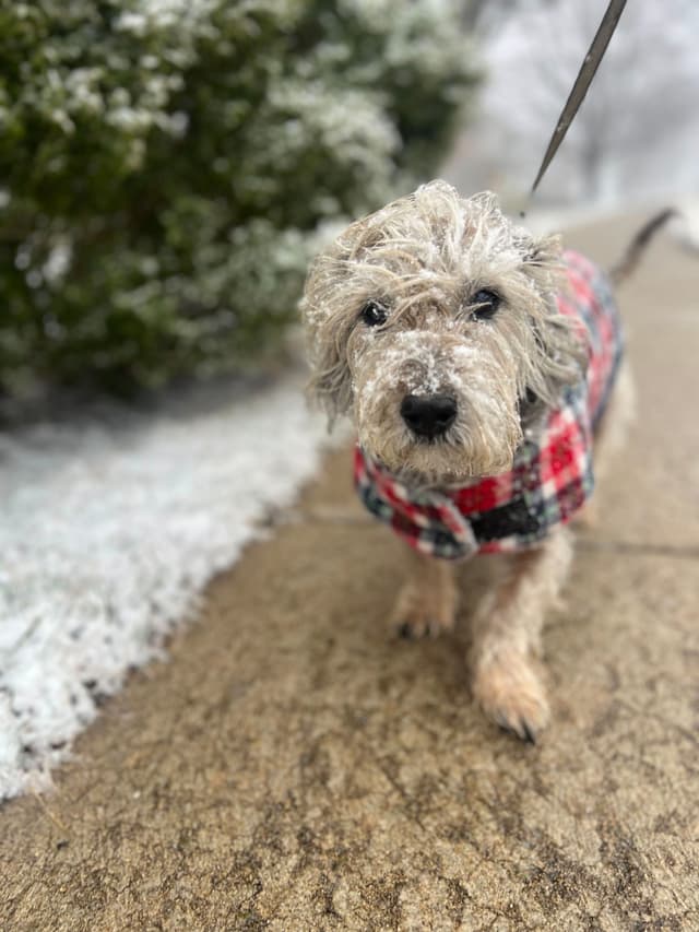 A small, fluffy dog wearing a red and black plaid coat stands on a snowy sidewalk, with greenery in the background