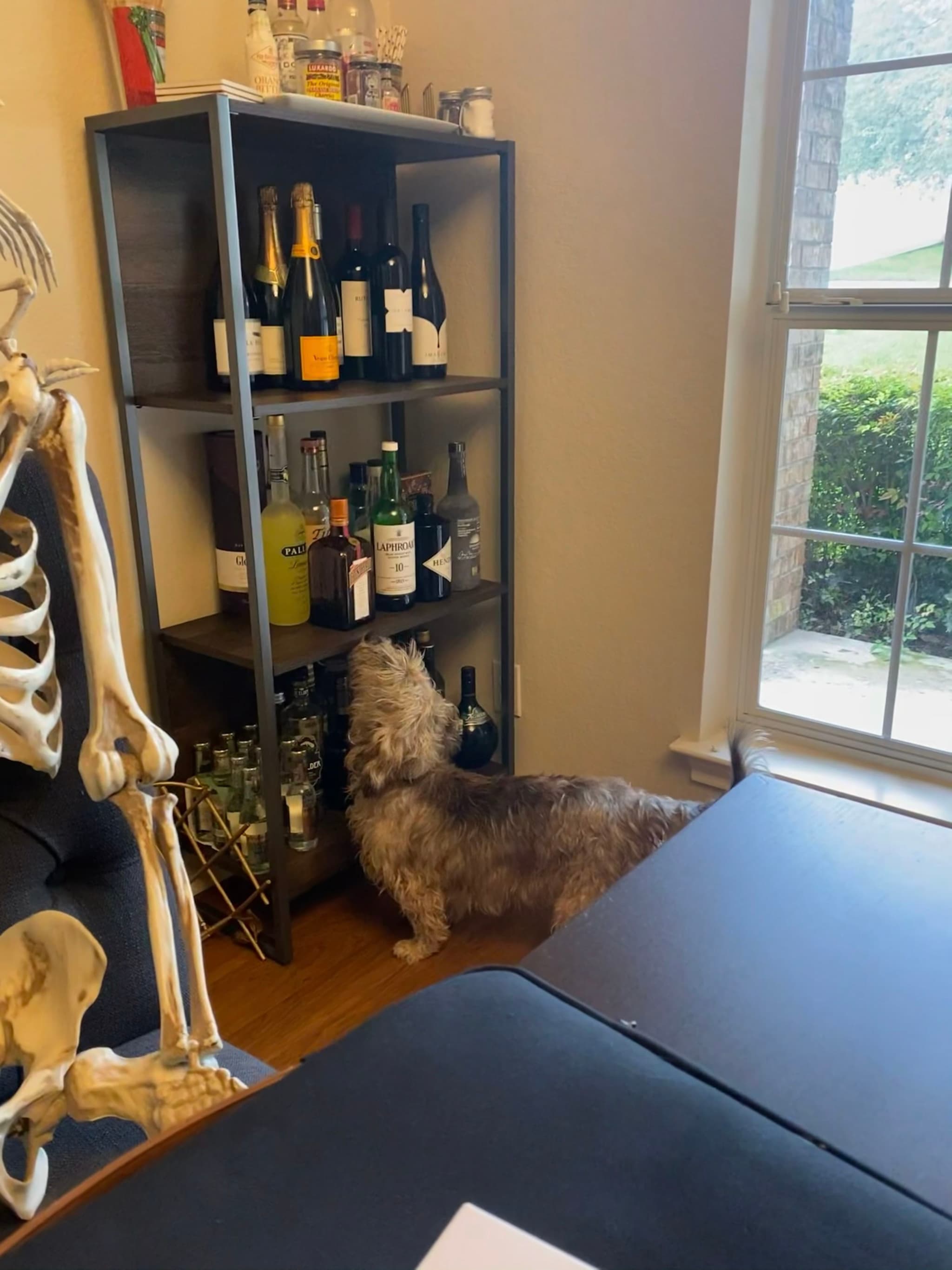 A small dog is standing near a shelf filled with bottles, next to a skeleton decoration, in a room with a window