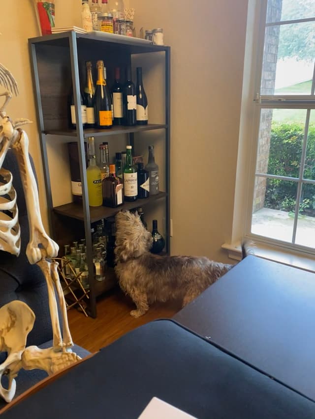 A small dog is standing near a shelf filled with bottles, next to a skeleton decoration, in a room with a window