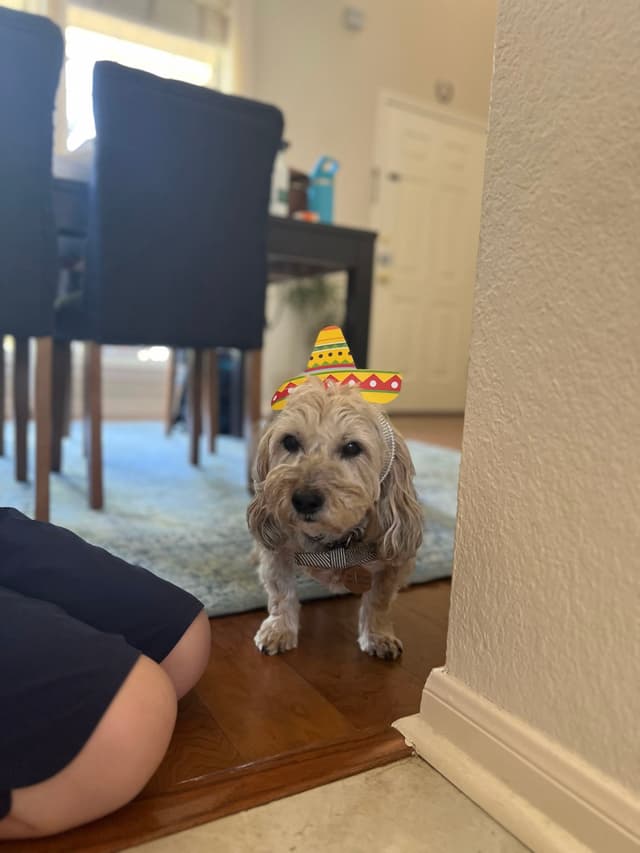 A small dog wearing a colorful sombrero stands on a wooden floor near a person's legs, with a dining area in the background