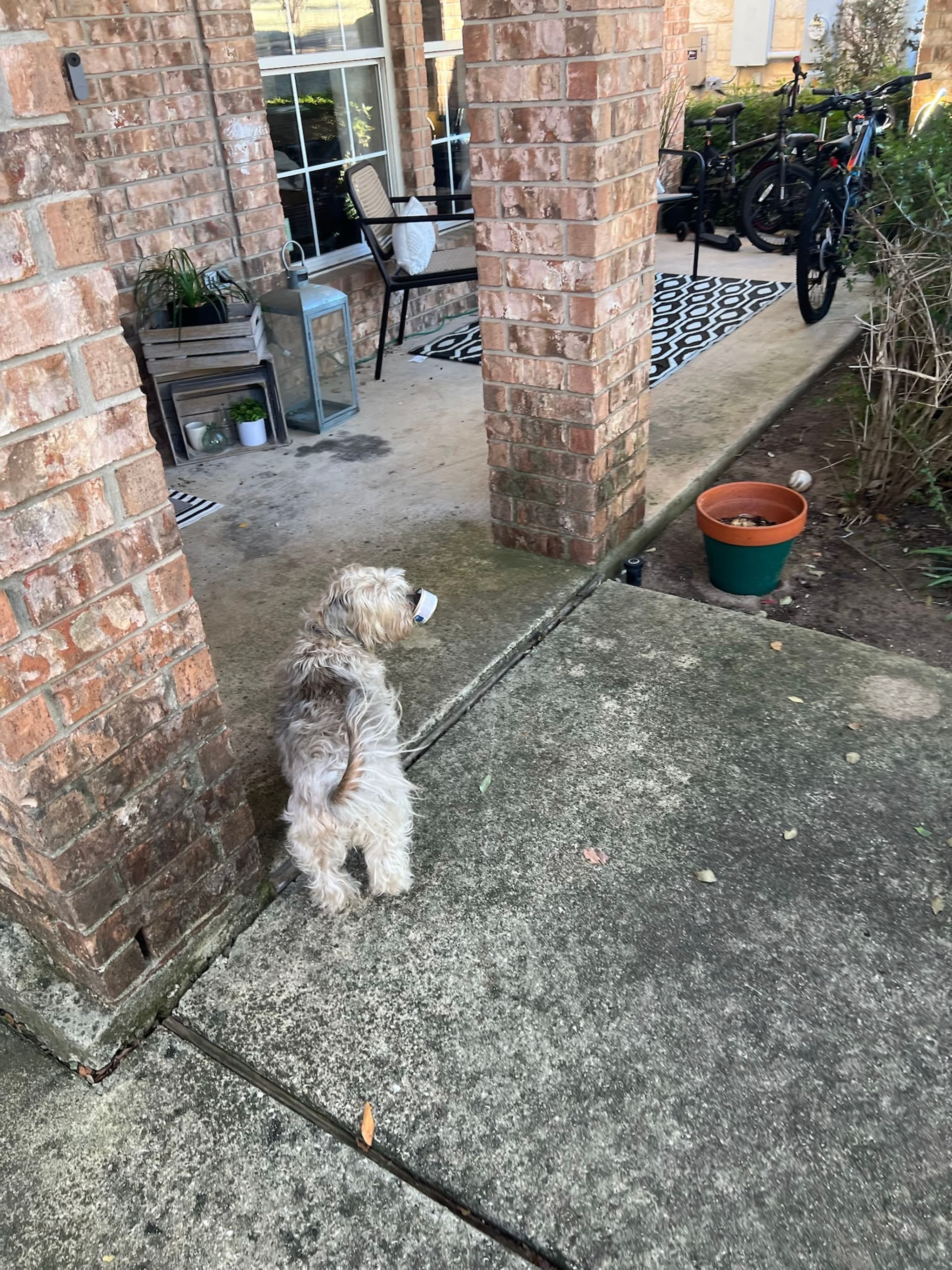 A small dog stands on a concrete patio near brick pillars, with outdoor furniture and a bicycle in the background