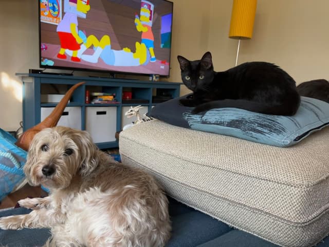 A black cat sits on a cushion atop a couch, while a fluffy dog lies on the floor nearby. A television in the background displays an animated show