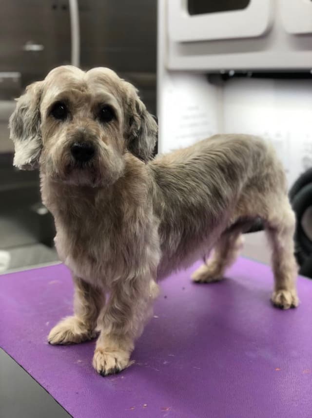 A small, fluffy dog with a light gray and white coat stands on a purple surface, looking towards the camera