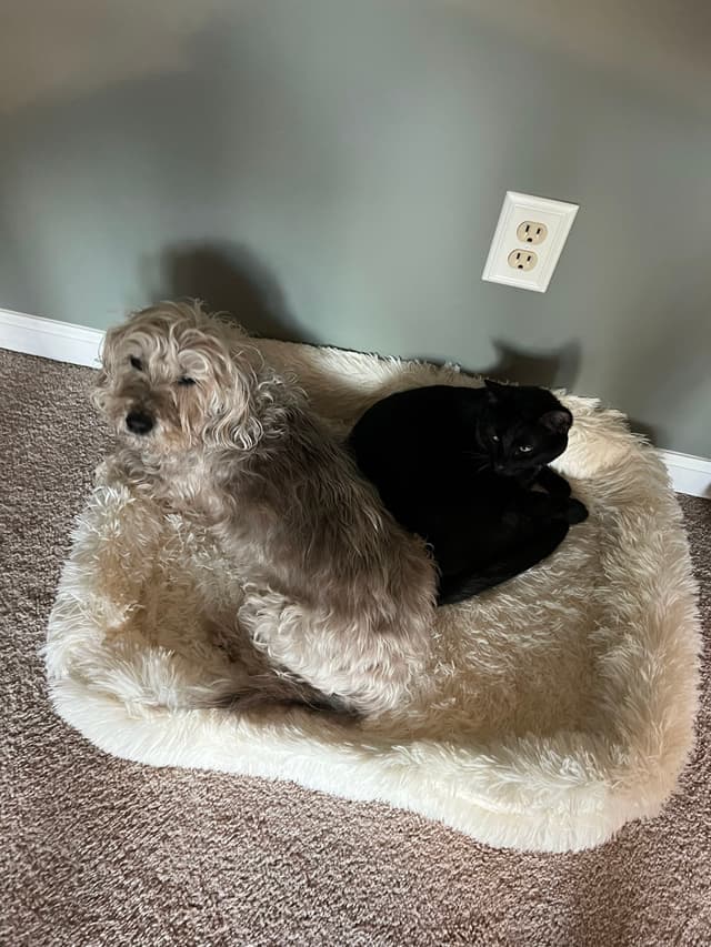 A small, fluffy dog and a black cat are lying together on a soft, white pet bed placed on a carpeted floor near a wall with an electrical outlet