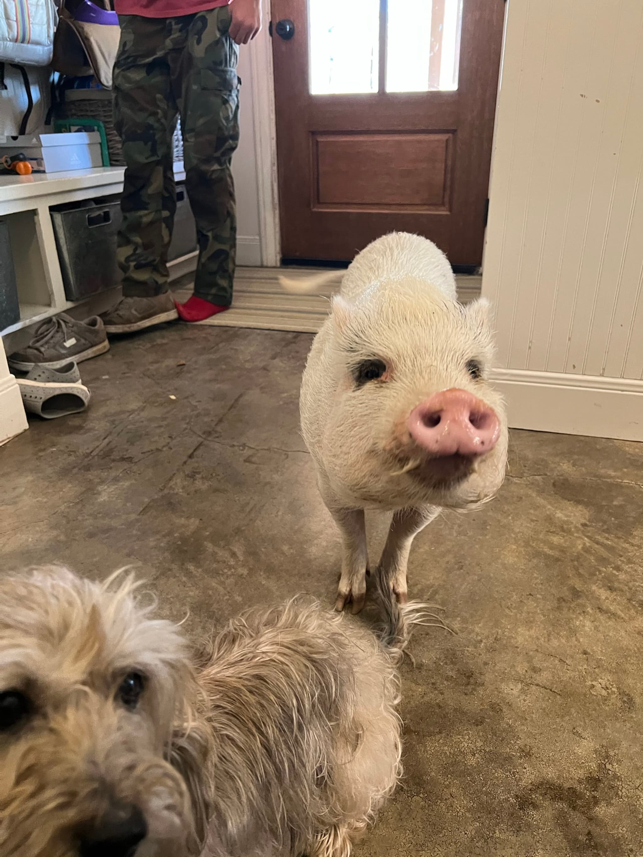 A small pig and a dog are indoors on a concrete floor, with a person in camouflage pants and red socks standing in the background near a door