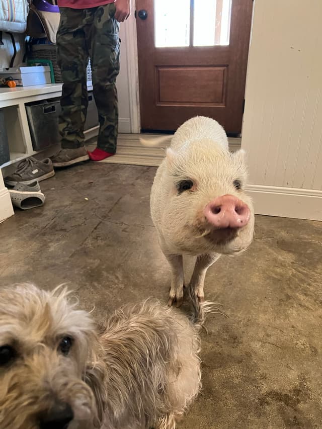 A small pig and a dog are indoors on a concrete floor, with a person in camouflage pants and red socks standing in the background near a door