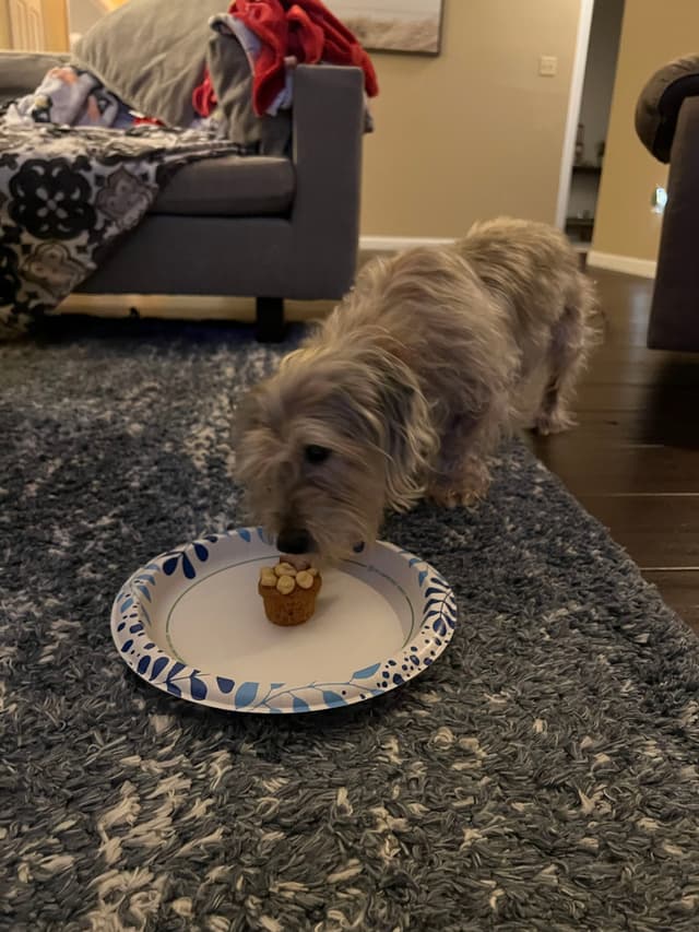 A small dog is sniffing a cupcake on a paper plate placed on a textured rug in a living room setting