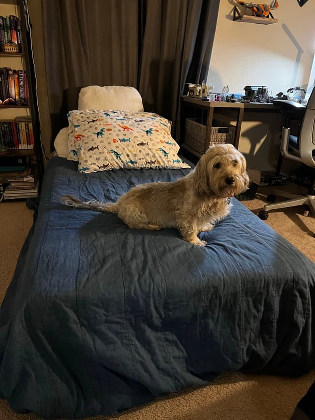 A small dog sits on a neatly made bed with a blue cover, surrounded by a cozy room with bookshelves, a desk, and a chair
