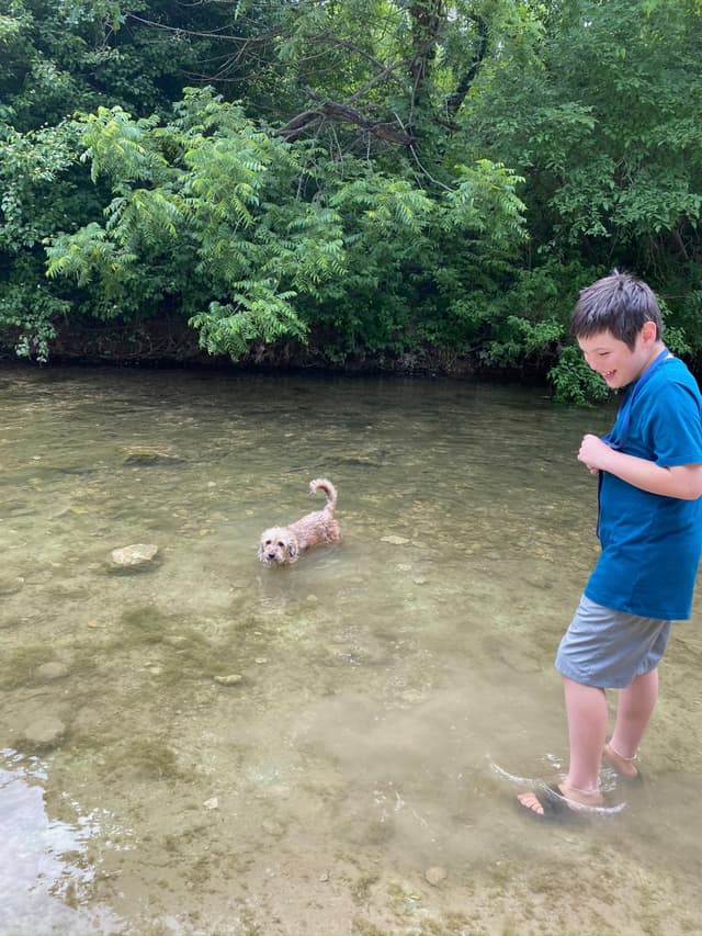 A person and a dog are wading in a shallow, clear stream surrounded by lush green trees