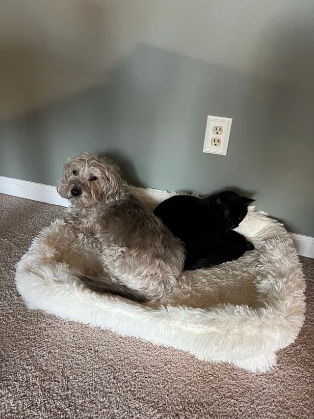 A small dog and a black cat are sharing a fluffy white pet bed on a carpeted floor, with a gray wall and electrical outlet in the background