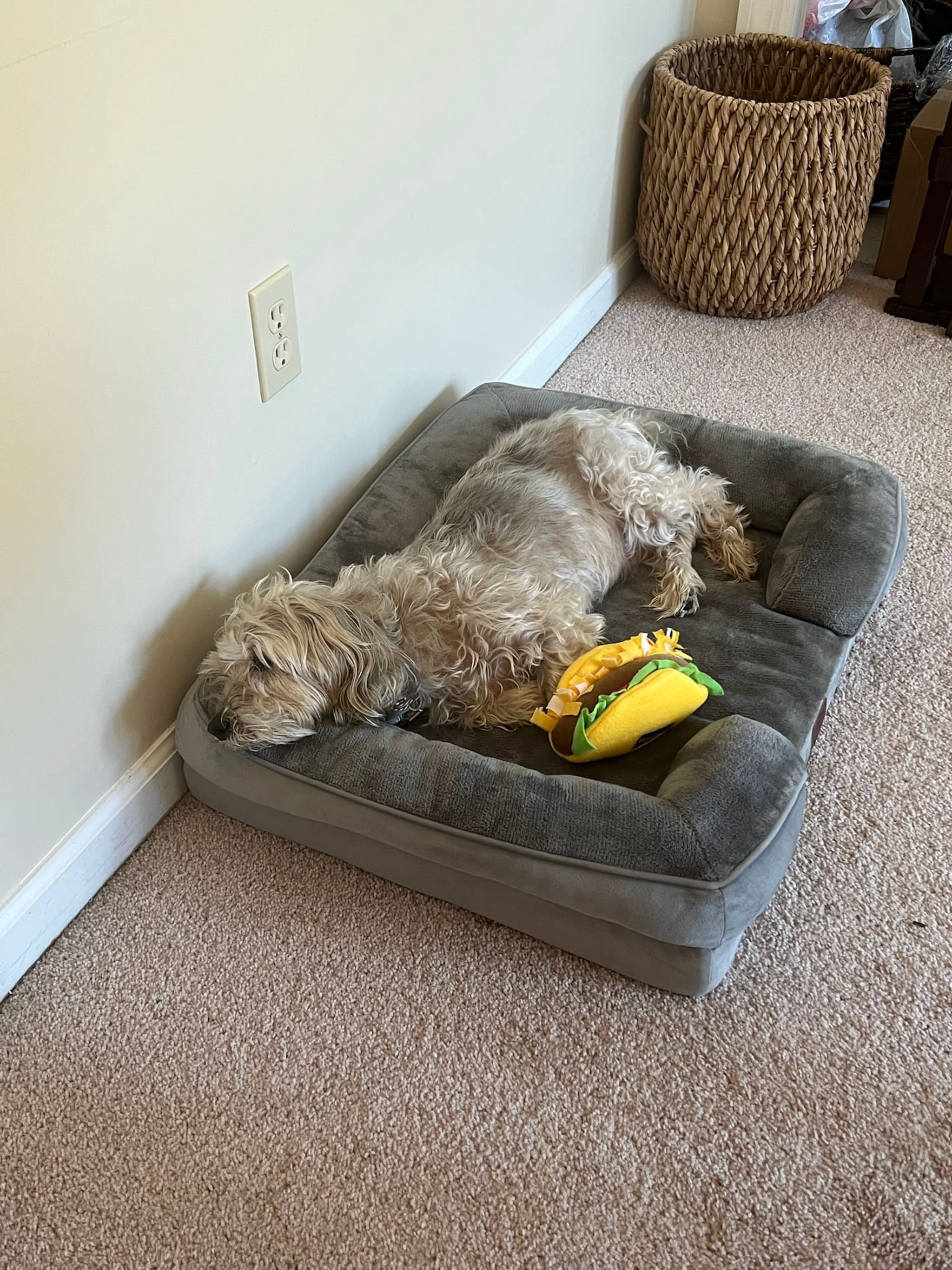 A small dog is sleeping on a gray pet bed with a yellow plush toy beside it, placed on a carpeted floor near a wall and a woven basket