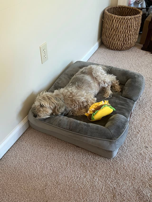A small dog is sleeping on a gray pet bed with a yellow plush toy beside it, placed on a carpeted floor near a wall and a woven basket
