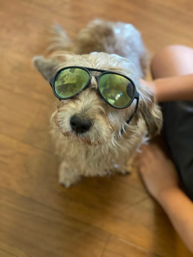 A small, fluffy dog wearing sunglasses sits on a wooden floor next to a person's legs