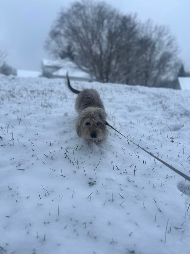 A small dog on a snowy hill, with a leash, and trees in the background