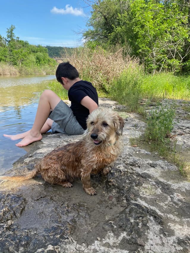 A dog sits on a rocky surface near a body of water, with a person sitting nearby dipping their feet in the water. The background features greenery and a clear blue sky