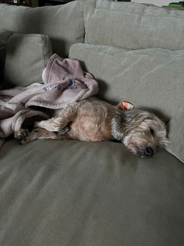 A small dog sleeping on a green couch, partially covered with a blanket
