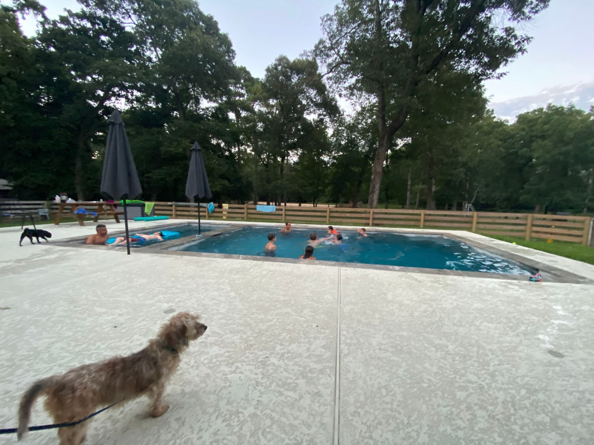 A swimming pool surrounded by people and trees, with a dog in the foreground on a concrete deck