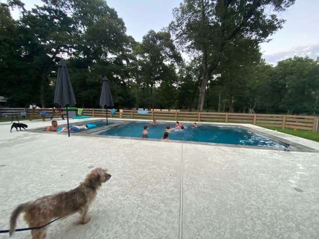 A swimming pool surrounded by people and trees, with a dog in the foreground on a concrete deck