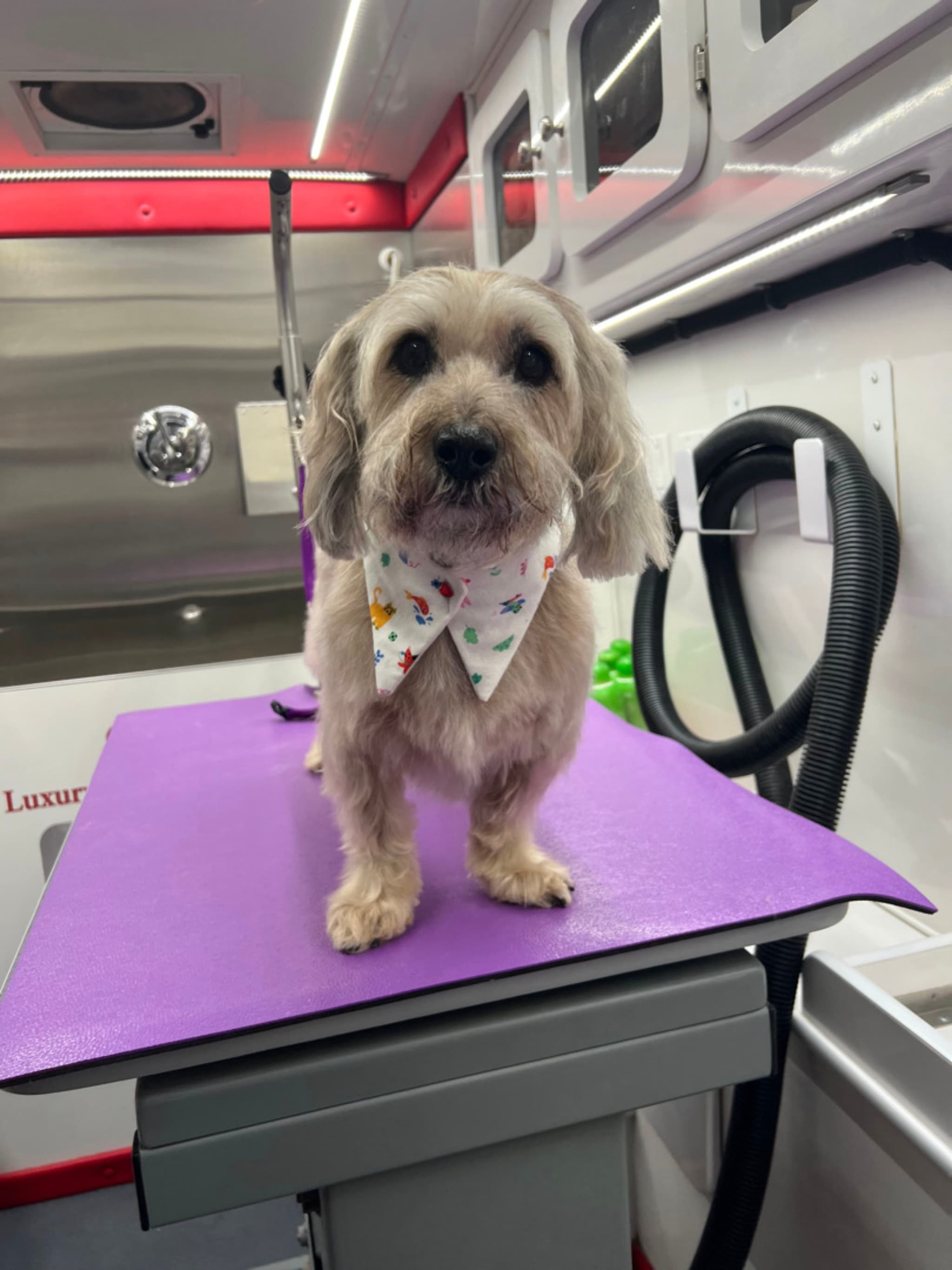 A small dog with a light-colored coat stands on a purple grooming table, wearing a patterned bandana