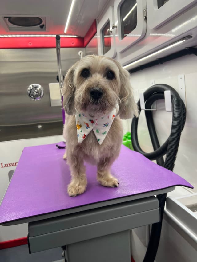 A small dog with a light-colored coat stands on a purple grooming table, wearing a patterned bandana