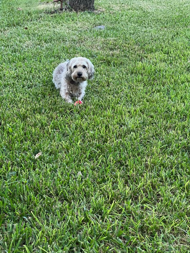 A small, fluffy dog lying on a grassy lawn