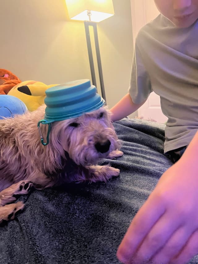 A dog with a collapsible bowl on its head lies on a bed next to a child reaching out