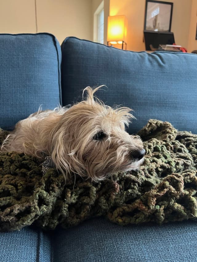 A small, fluffy dog is lying on a blue couch, resting on a green knitted blanket, with a cozy room in the background