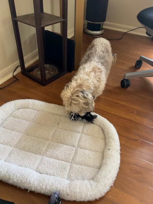 A small dog is playing with a toy on a white pet bed placed on a wooden floor, near a chair and a shelving unit