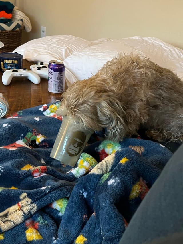 A fluffy dog is drinking from a glass on a colorful blanket, with a game controller and a can nearby