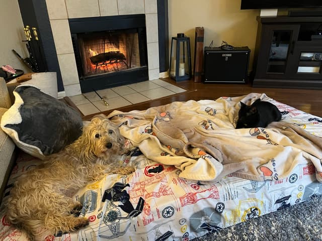 A cozy living room scene with a dog and a cat resting on a blanket-covered mattress in front of a lit fireplace