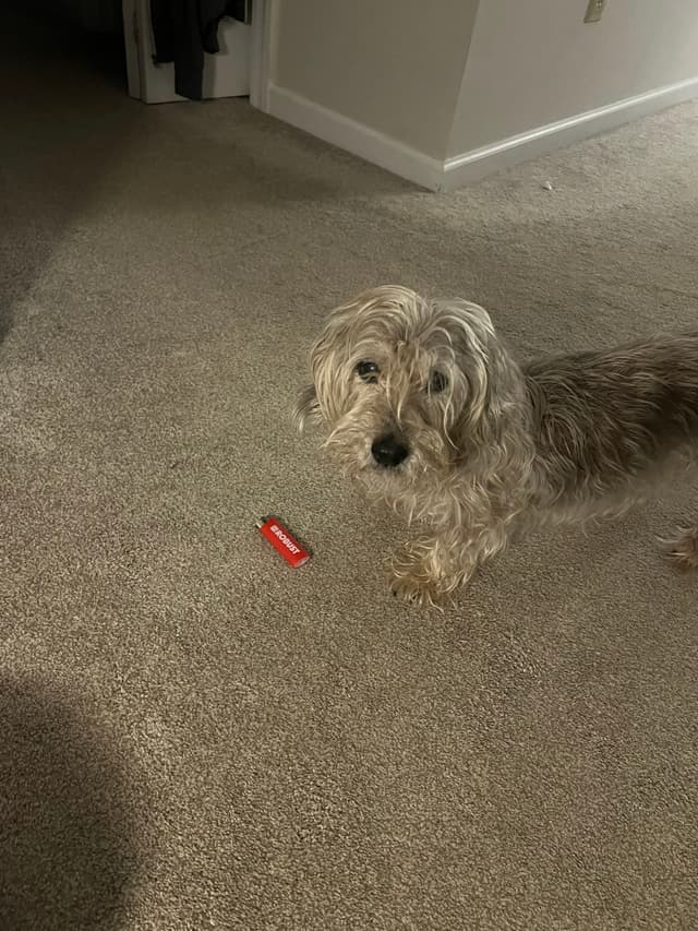 A small, shaggy dog stands on a carpeted floor next to a red lighter