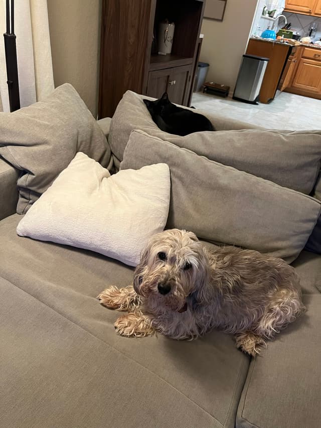 A fluffy dog is sitting on a gray couch with a white pillow, and a black cat is lying on the backrest. The background features a living room with a kitchen area