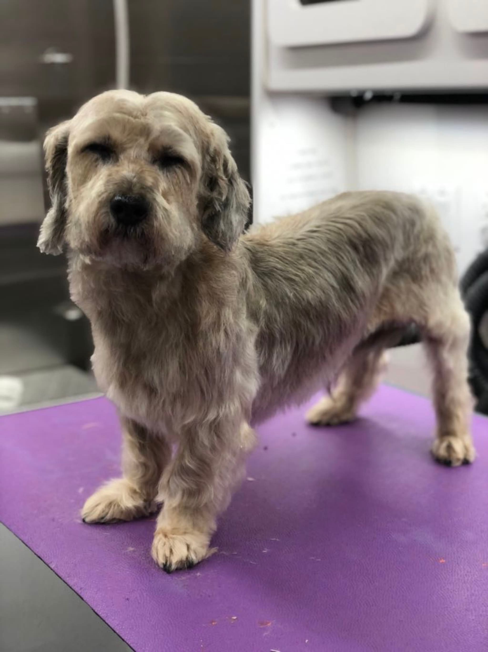 A small, shaggy dog standing on a purple surface indoors