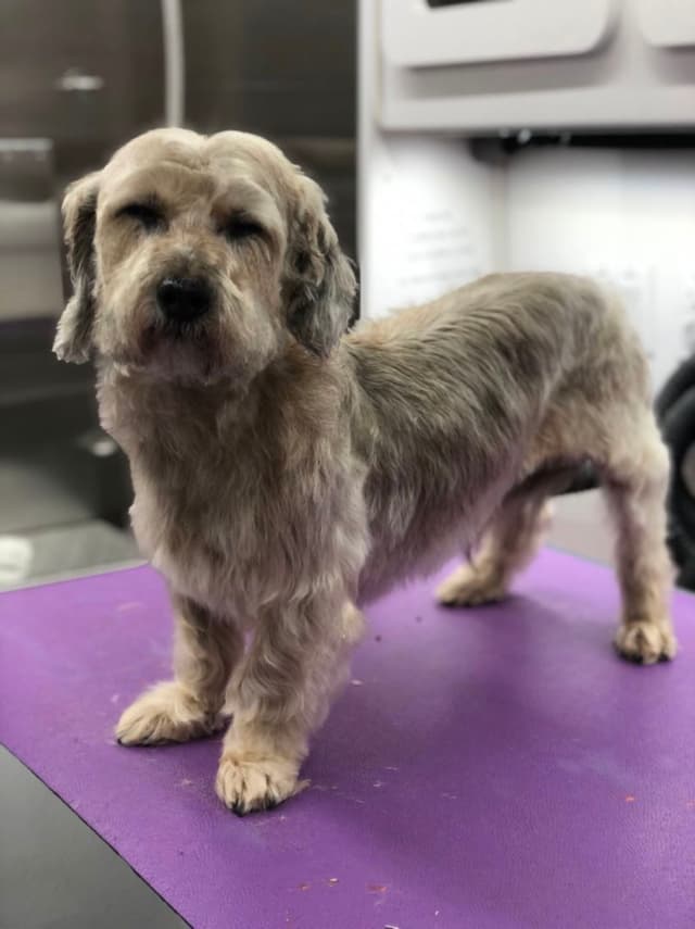 A small, shaggy dog standing on a purple surface indoors