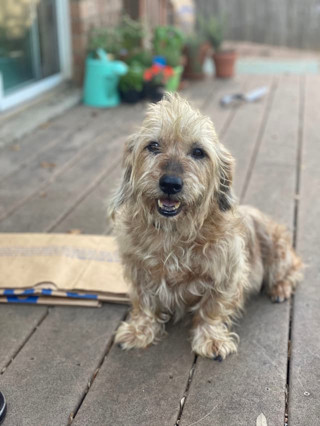 A small, fluffy dog sitting on a wooden deck with potted plants in the background