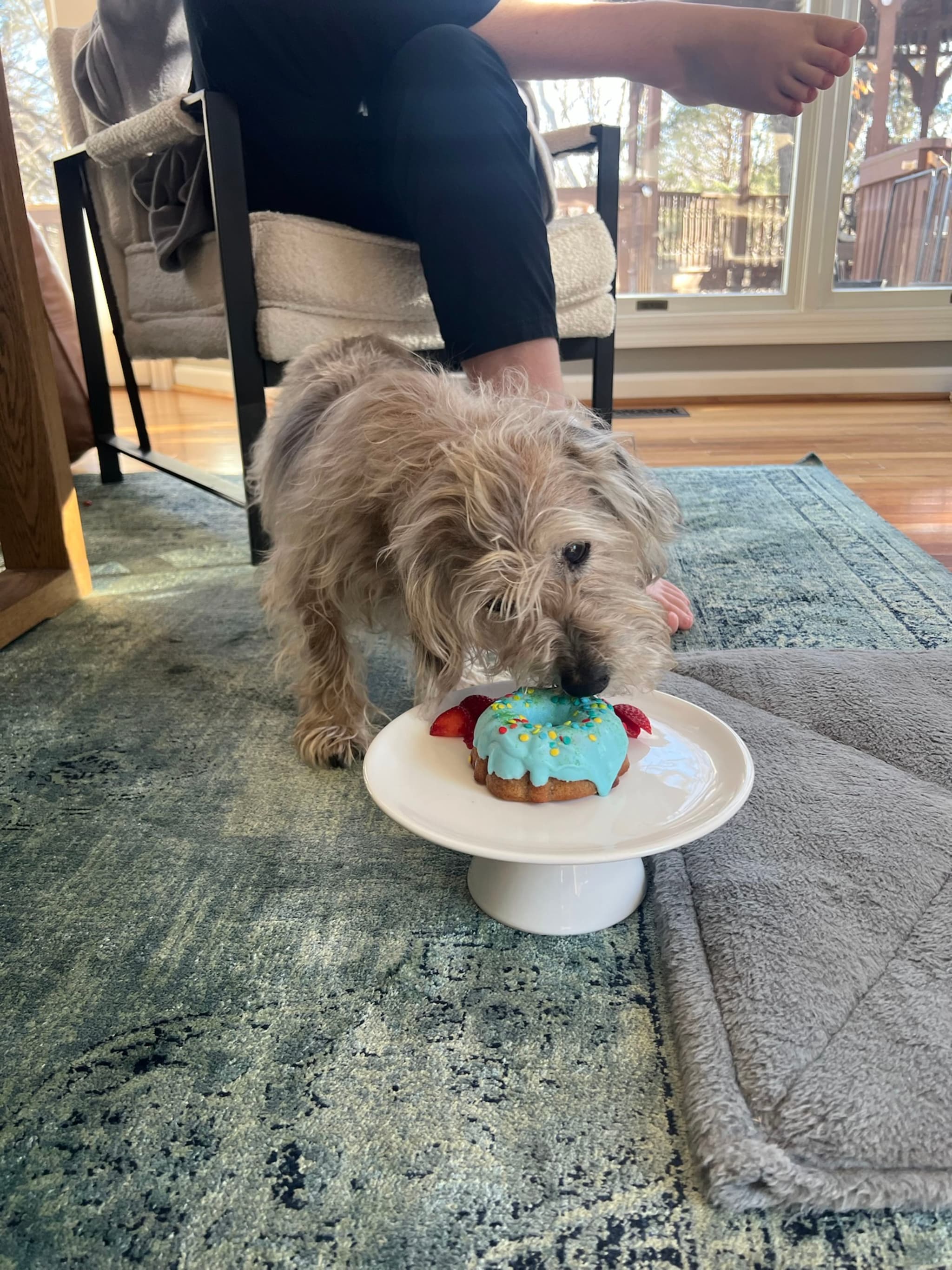 A small dog is eating a decorated treat from a white pedestal dish on a rug, with a person's legs visible in the background