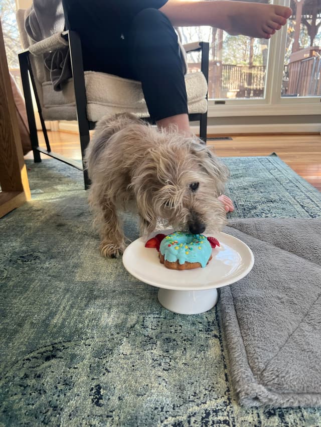 A small dog is eating a decorated treat from a white pedestal dish on a rug, with a person's legs visible in the background
