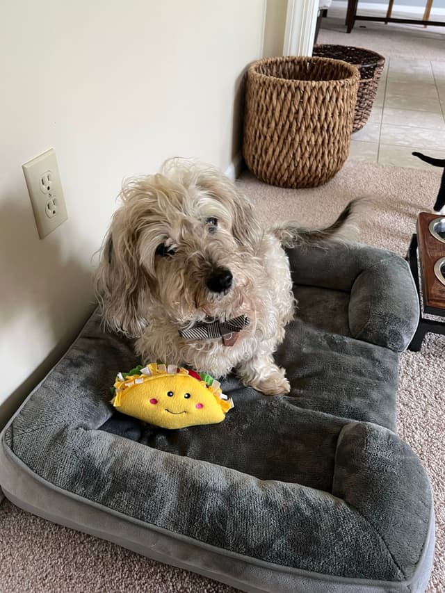 A small, fluffy dog sitting on a gray pet bed with a yellow taco-shaped toy beside it