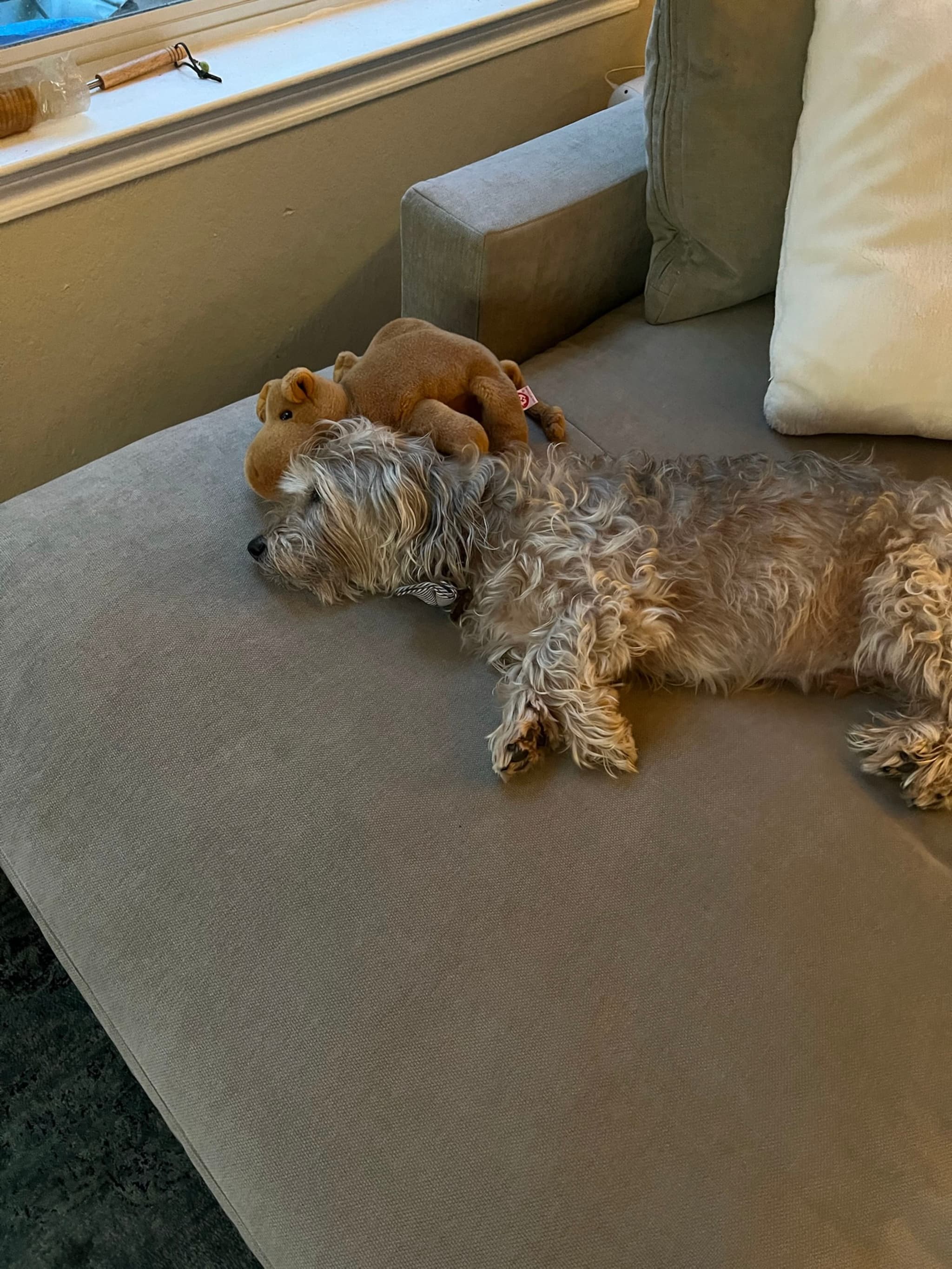 A small, fluffy dog is sleeping on a beige couch with a stuffed animal nearby